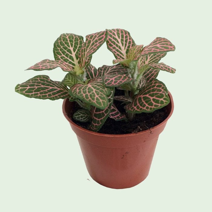 Pink nerve plant that needs minimal light
