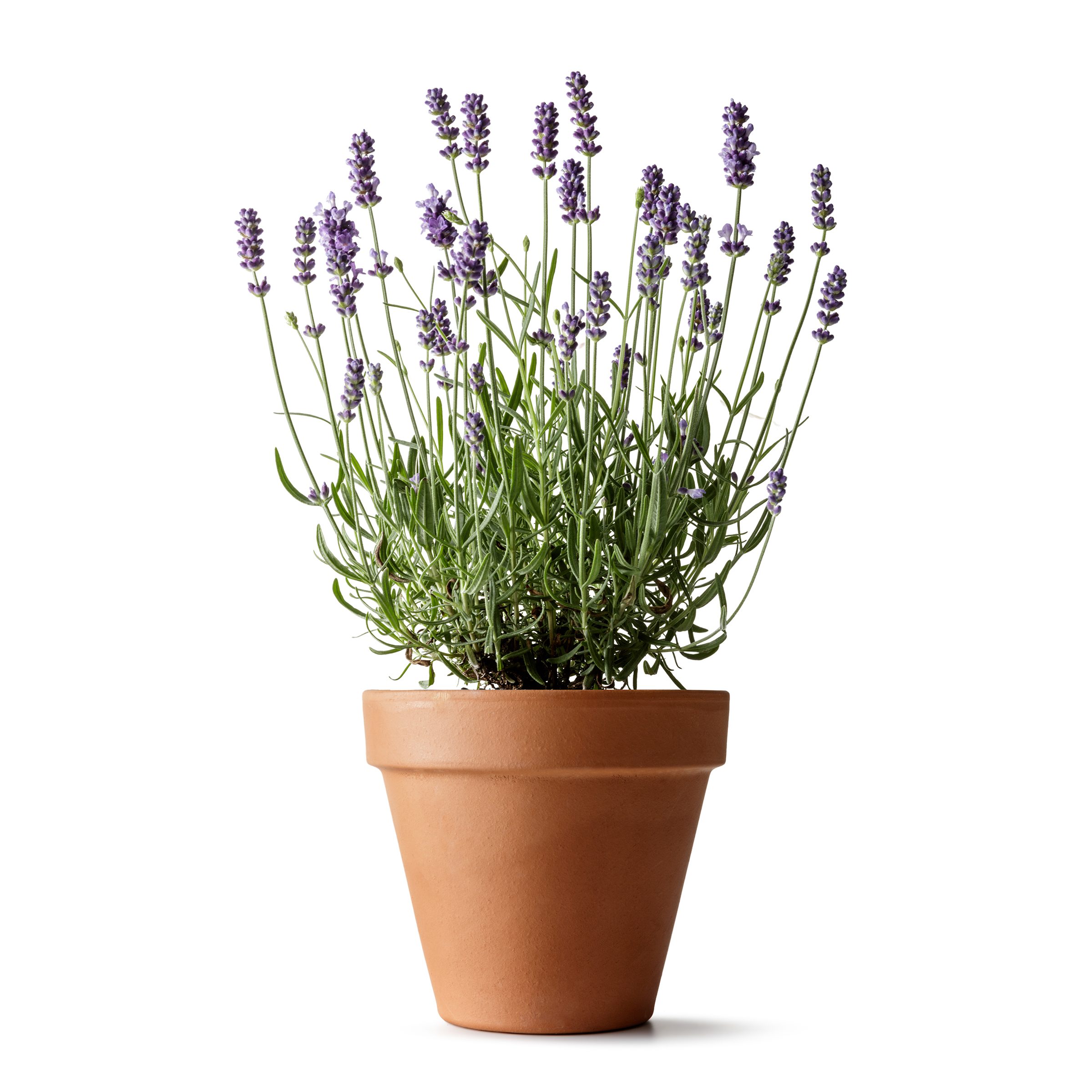 Lavender plant in pot