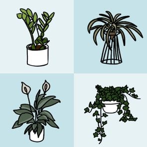 Four plant doodles on alternating shades of blue