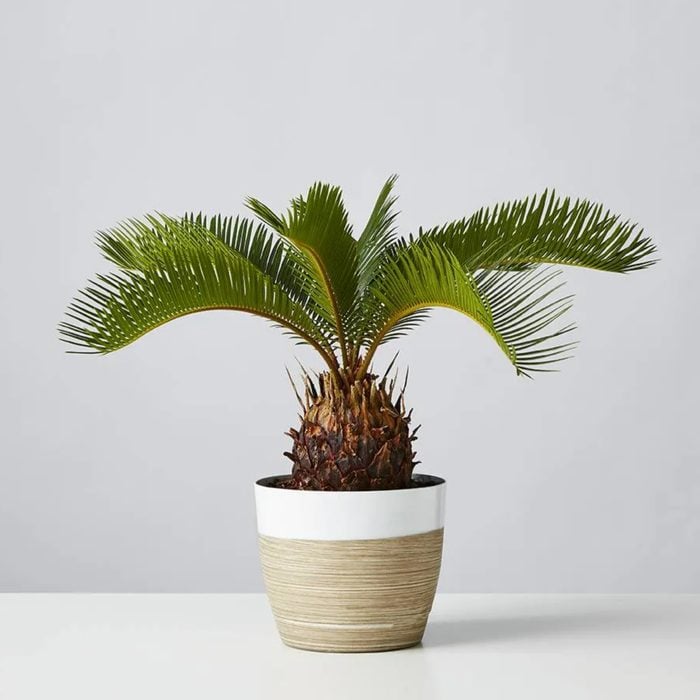 Sago palm house plant
