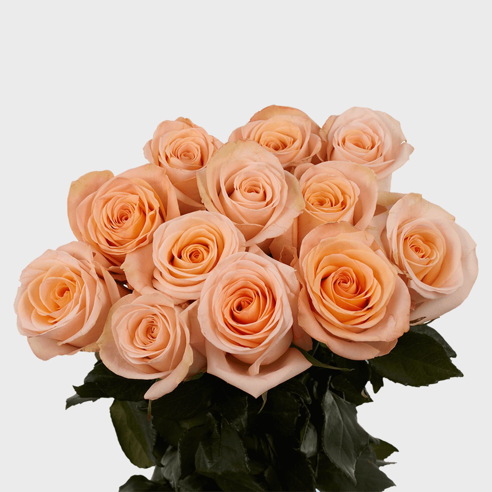 17 Rose Color Meanings to Help You Choose the Perfect Bouquet