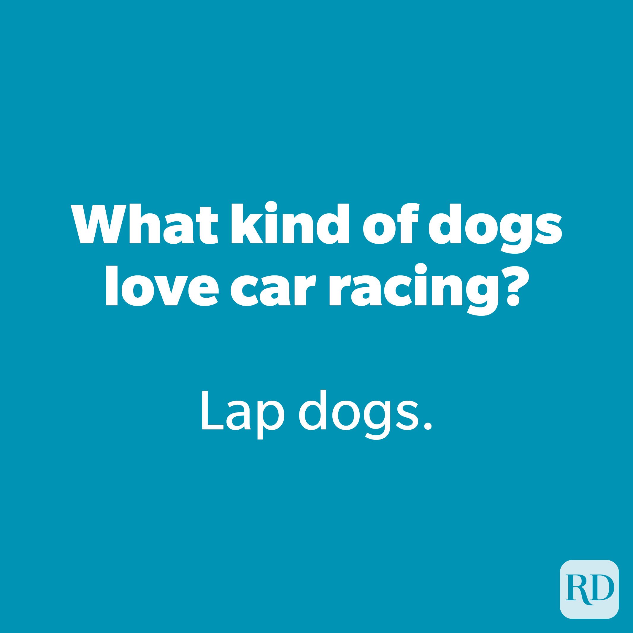 What kind of dogs love car racing?