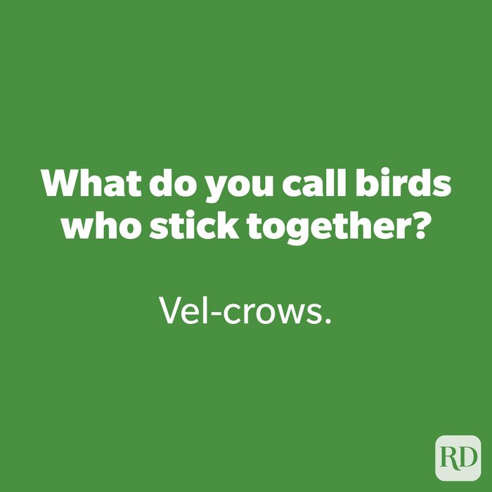 What do you call birds who stick together?