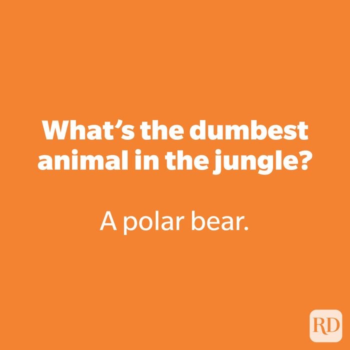 What’s the dumbest animal in the jungle?