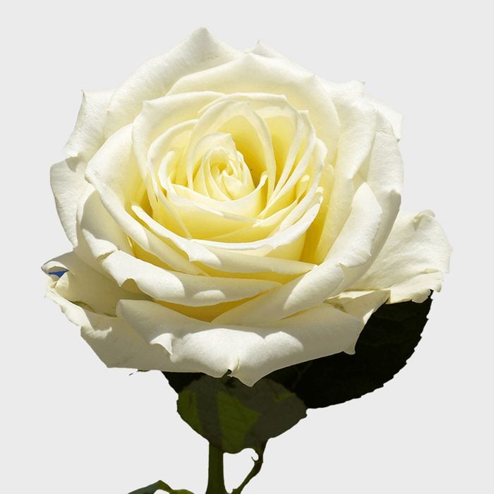 3 Cream Rose Bouquet Via Globalrose Ecomm