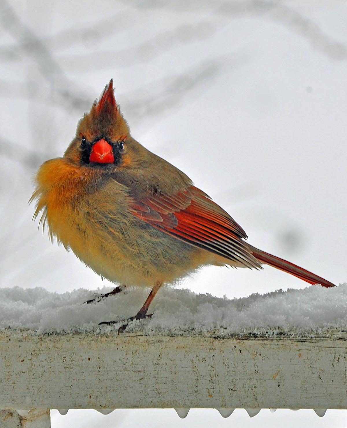 a cardinal perches on a snowy railing and looks at the photographer