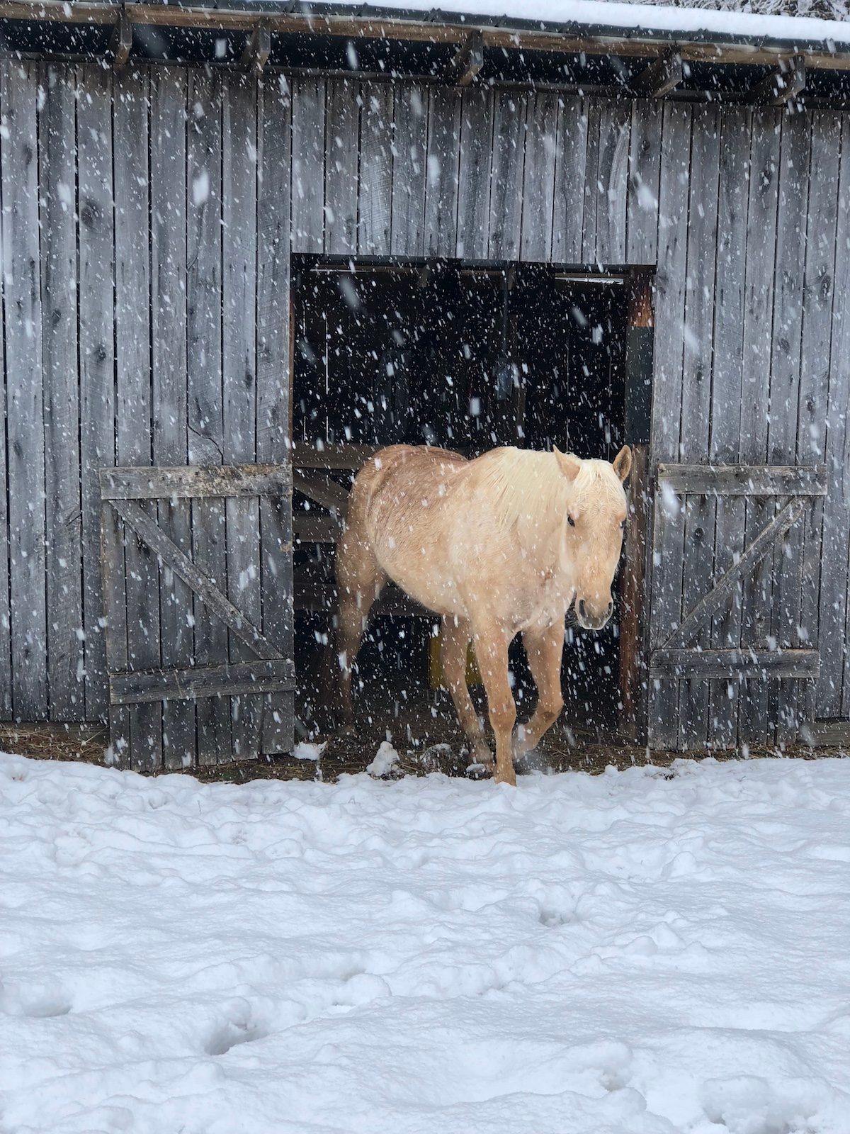 a white horse walks out of a gray barn into the snow