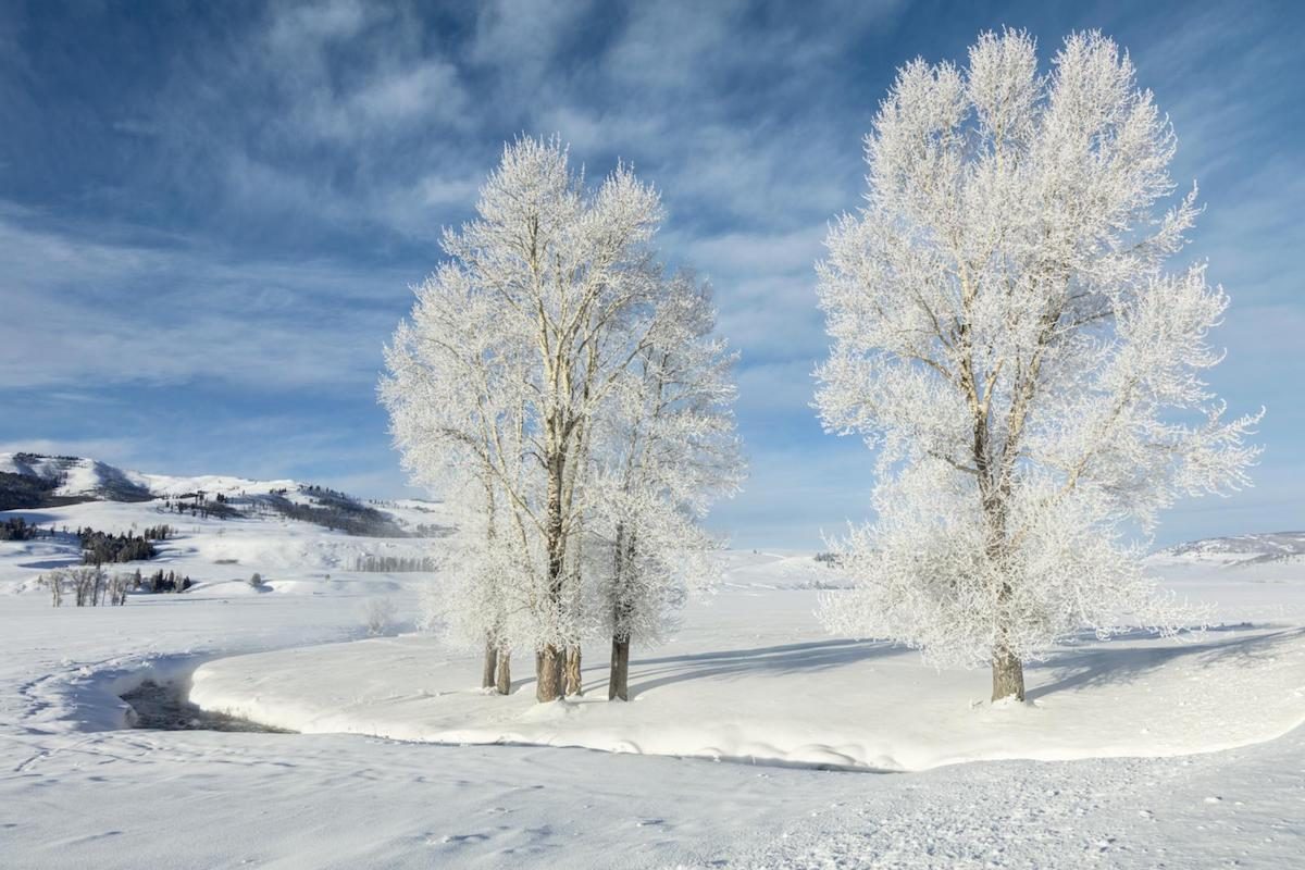 hoarfrost in the Lamar Valley in Yellowstone National Park