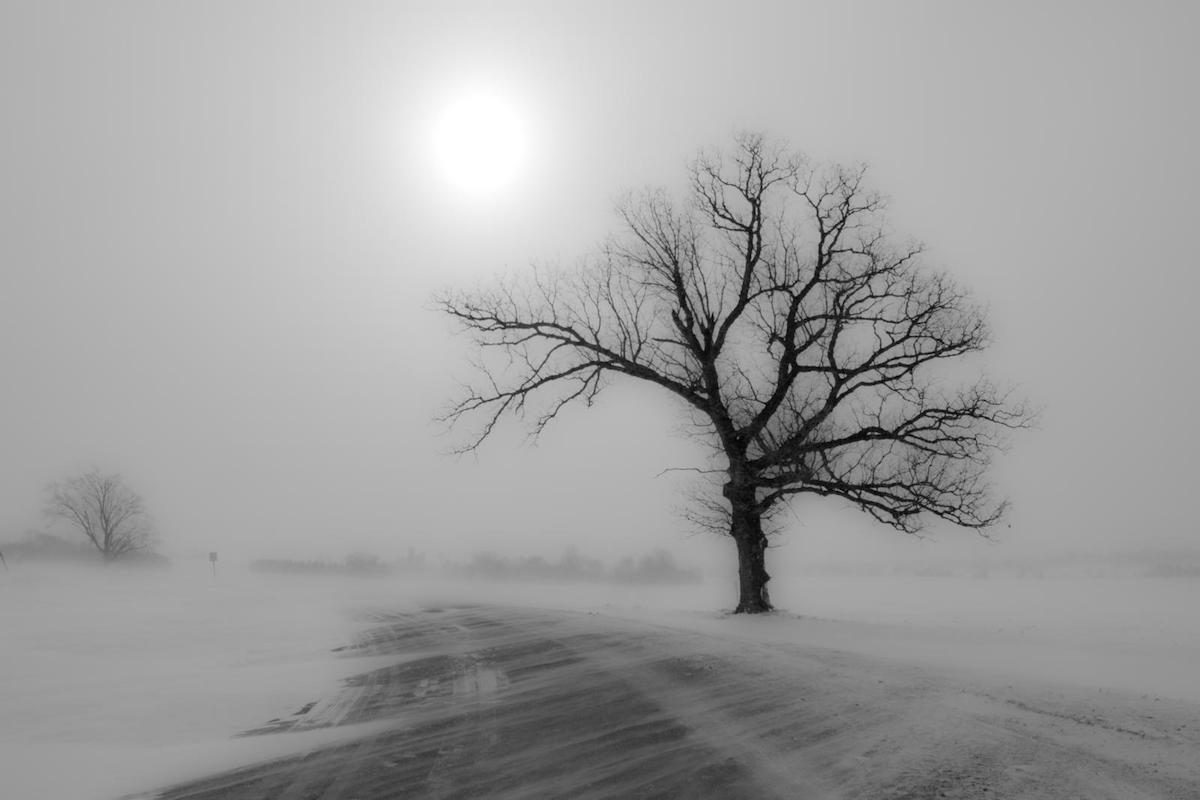 A lone tree by the road in the fog of a blizzard.