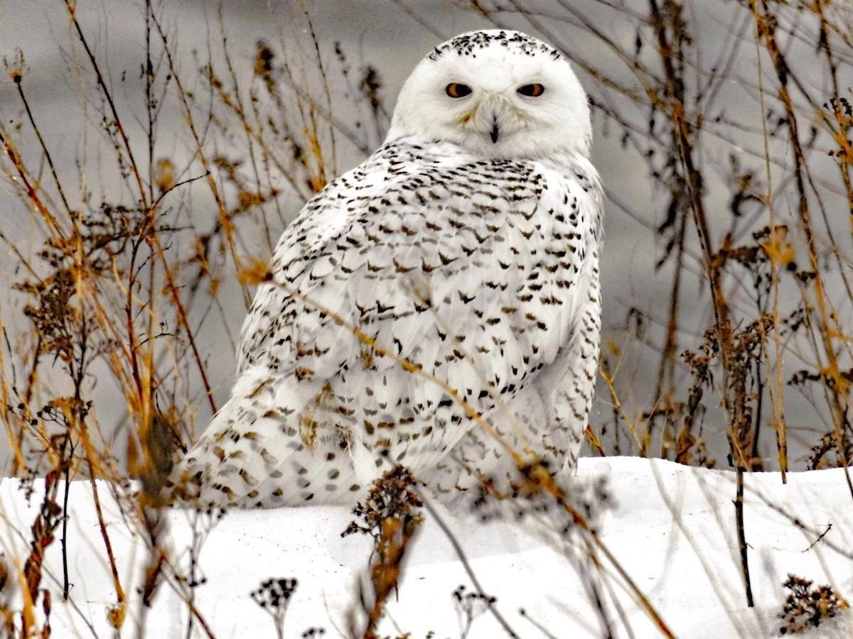 Snowy owl on a branch in winter