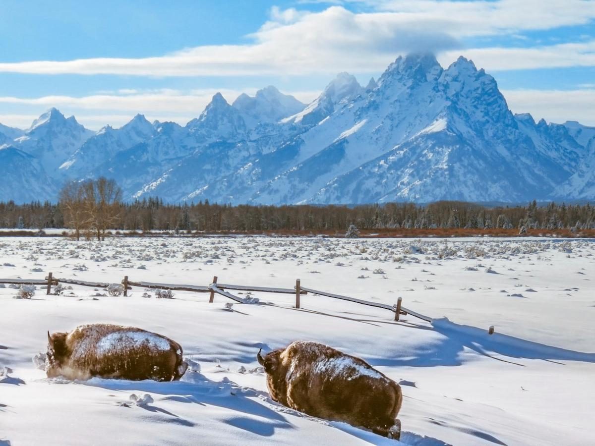 two bison use their heads to search for grass in deep snow with the Teton Mountains in the background