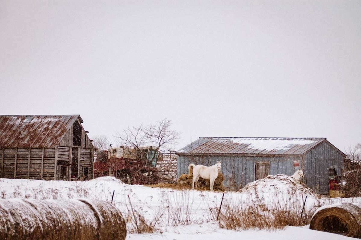 two white horses on a farm covered in snow