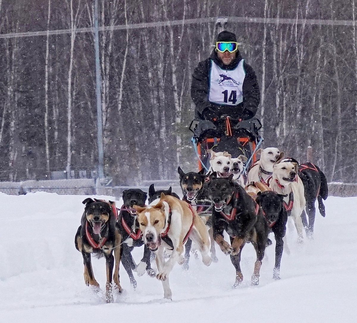 a dog sled race in alaska