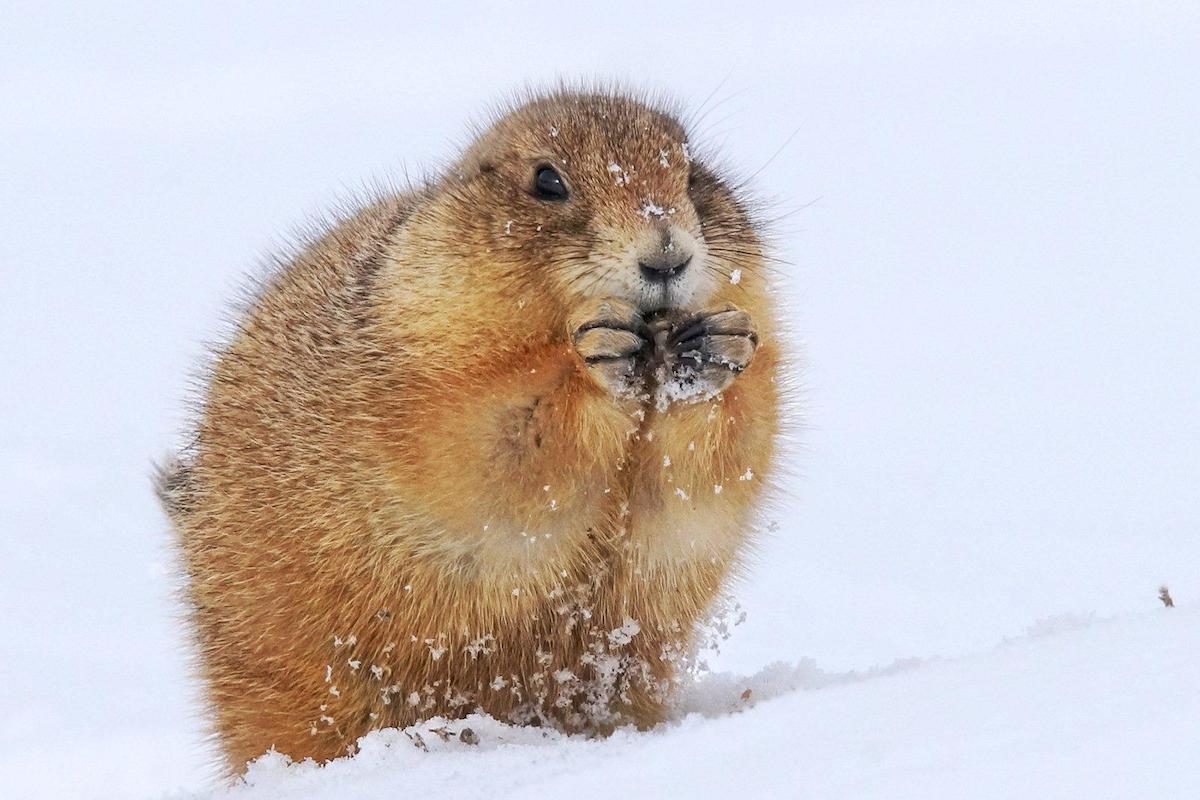 A prairie dog chowing down on something in a snowstorm.