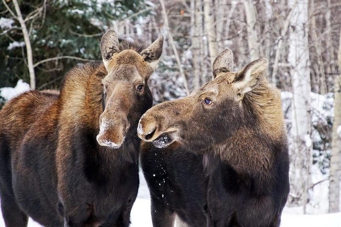 Two moose looking at each other in the snow.