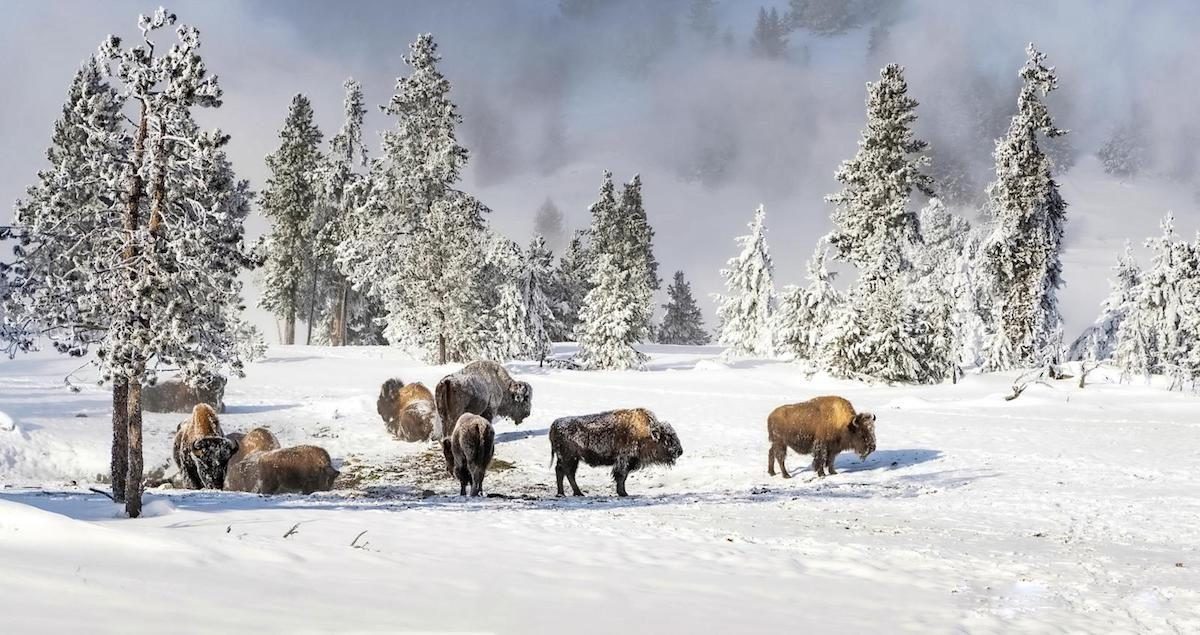 bison in yellowstone national park in the winter