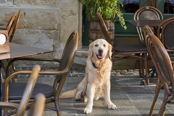 Happy smiling golden retriever young dog in cafe in old city downtow. Pets friendly vacations travel concept.