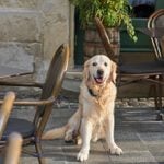 Dining Out with Your Dog: 15 Etiquette Tips to Always Follow