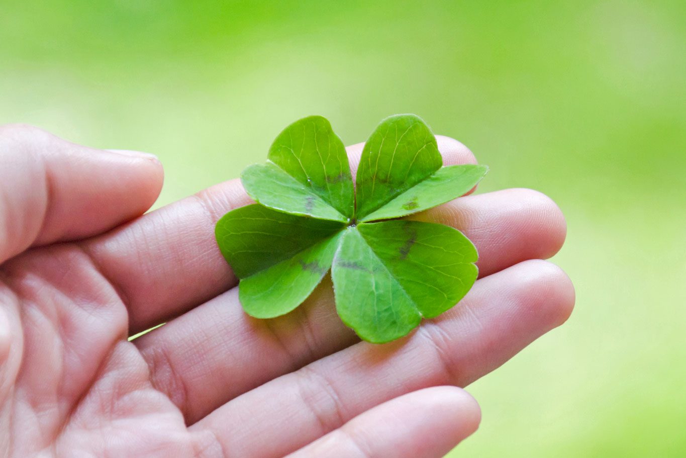 Why Four-Leaf Clovers Are Considered Lucky | Four-Leaf Clover Meaning