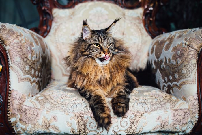 Maine Coon cat on antique chair