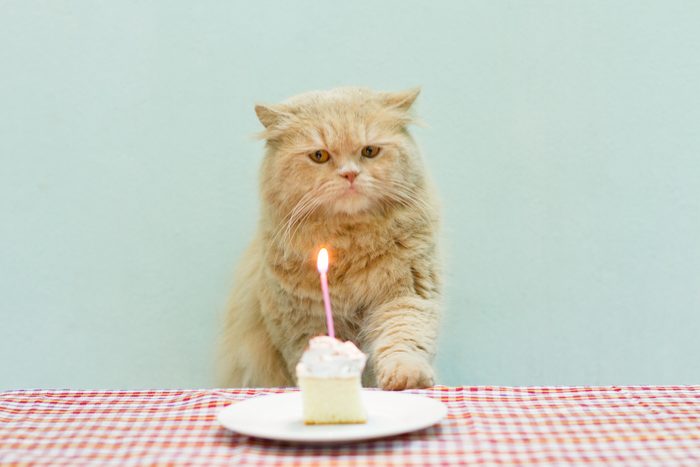 Cat about to bllow a candle