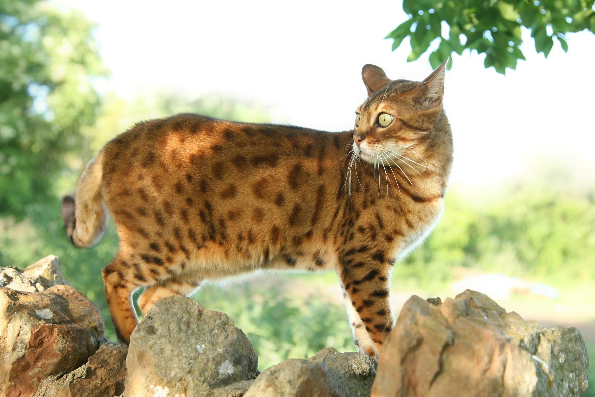 10 Cats That Look Like Tigers | Reader's Digest
