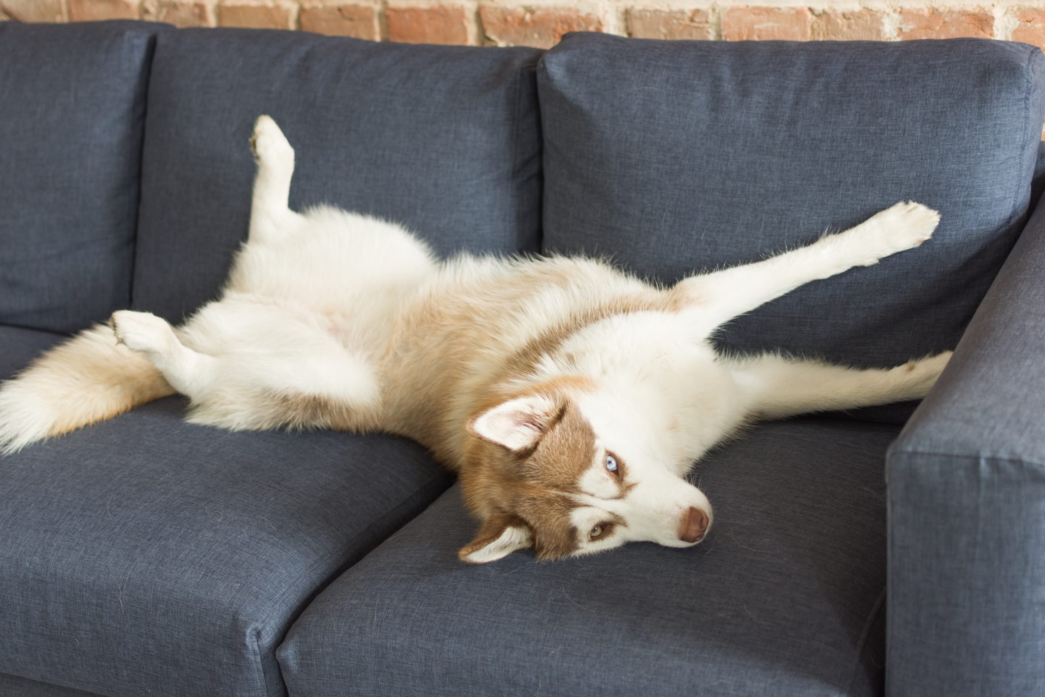 Husky dog is funny sleeping indoors.