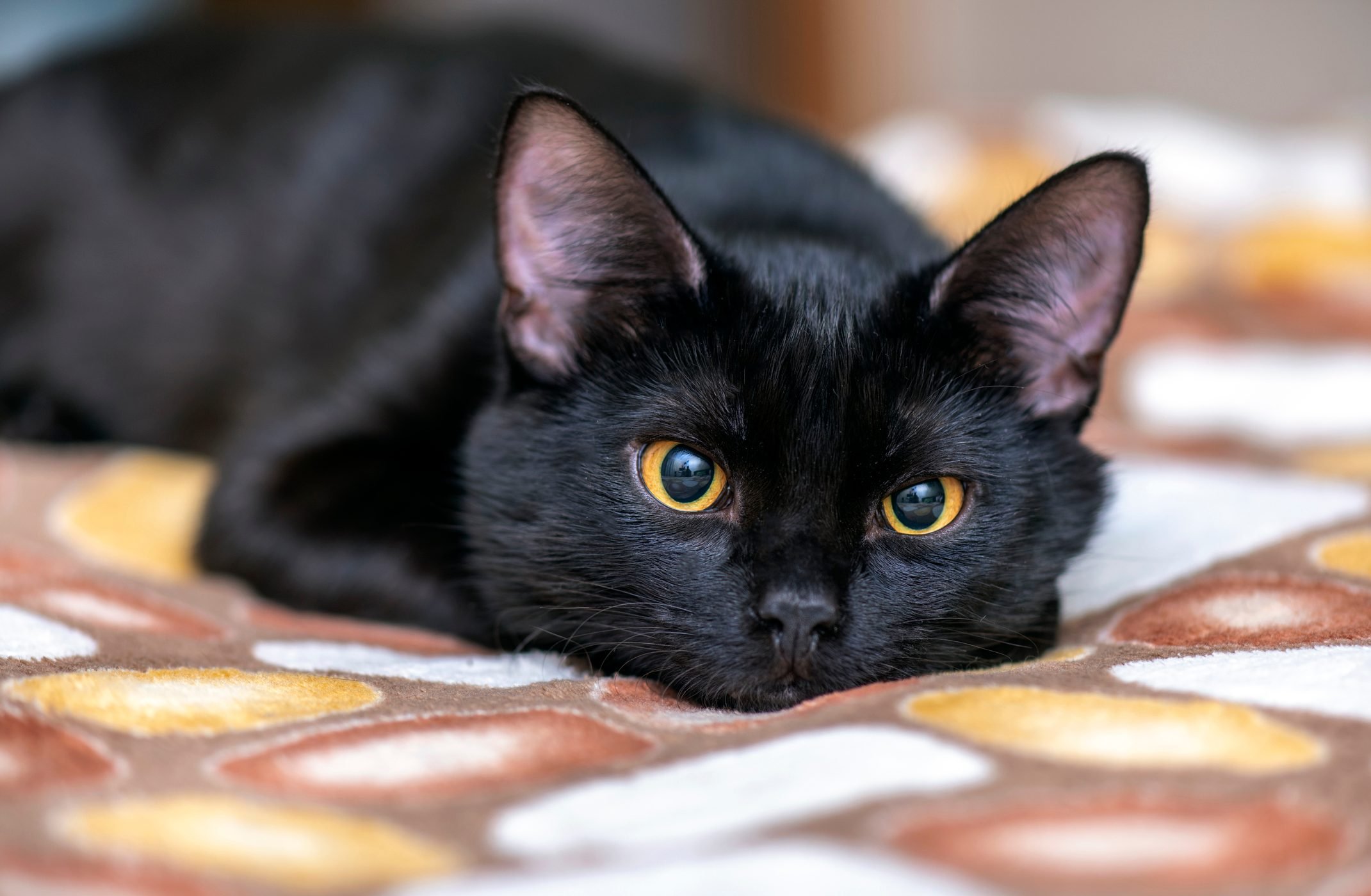 18 Beautiful Black Cat Breeds   Reader's Digest