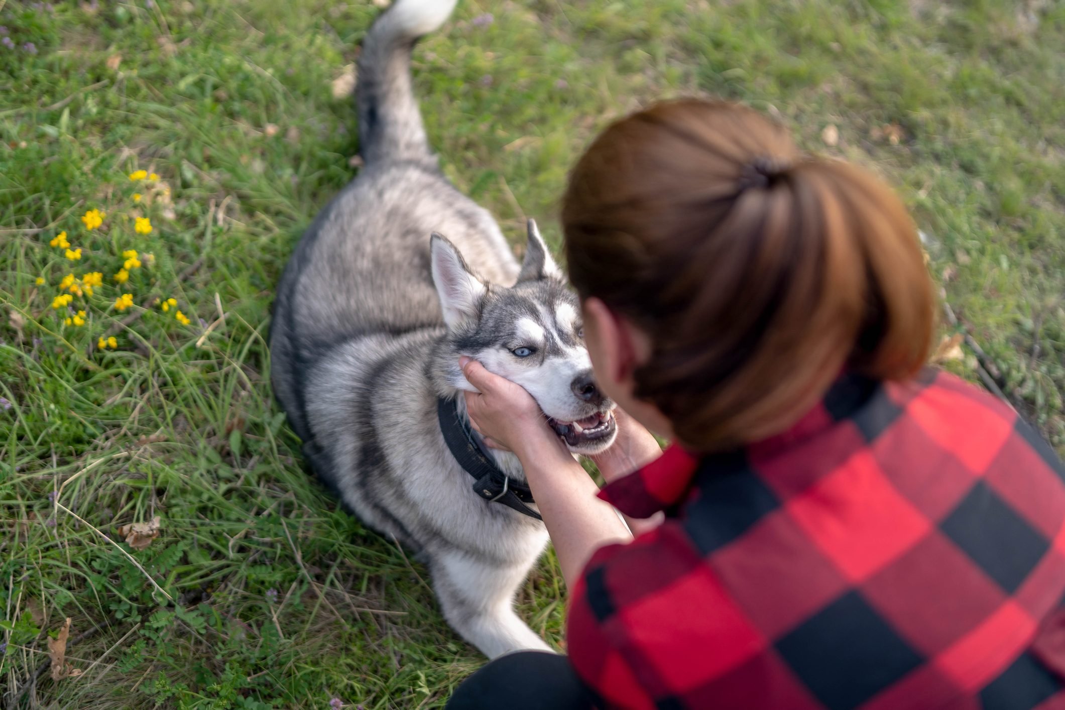 Beautiful girl plays with a dog (husky with blue eyes) green field.