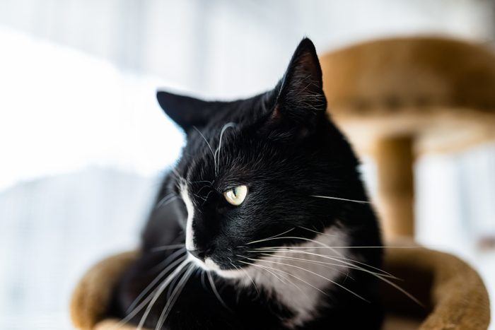 Close-Up Portrait Of Black Cat At Home