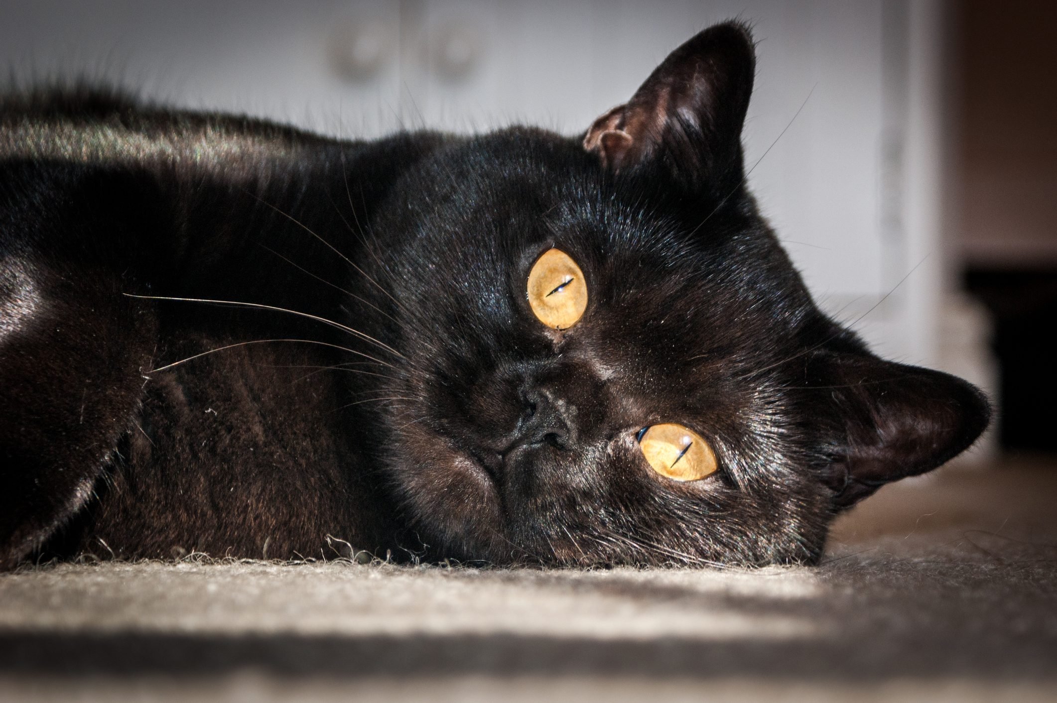 British Shorthair Cat Closeup of Head