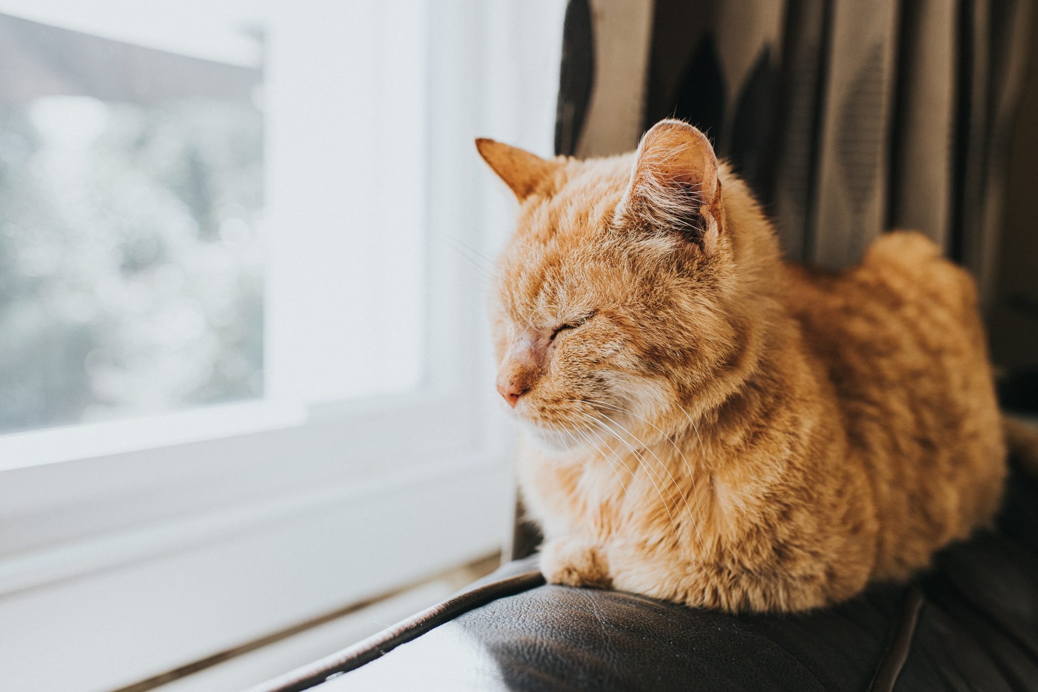 Dozing Ginger Cat sitting on Top of the back os a Leather Sofa, by a light Window