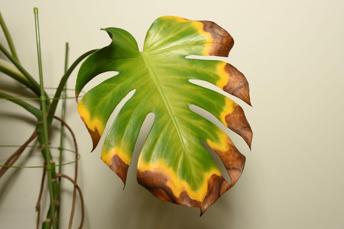 Dying leaf of indoor plant
