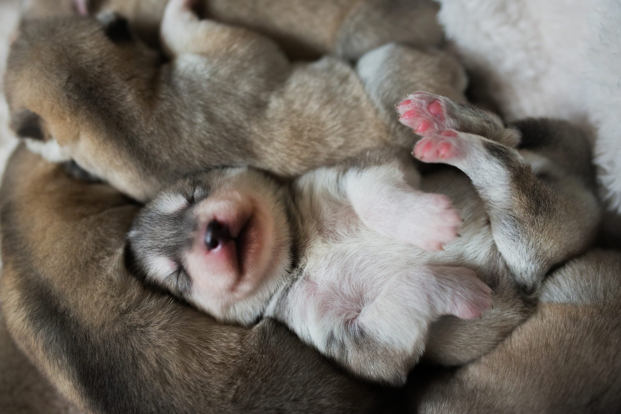 Close-up husky puppies sleeping in a pile,Poland