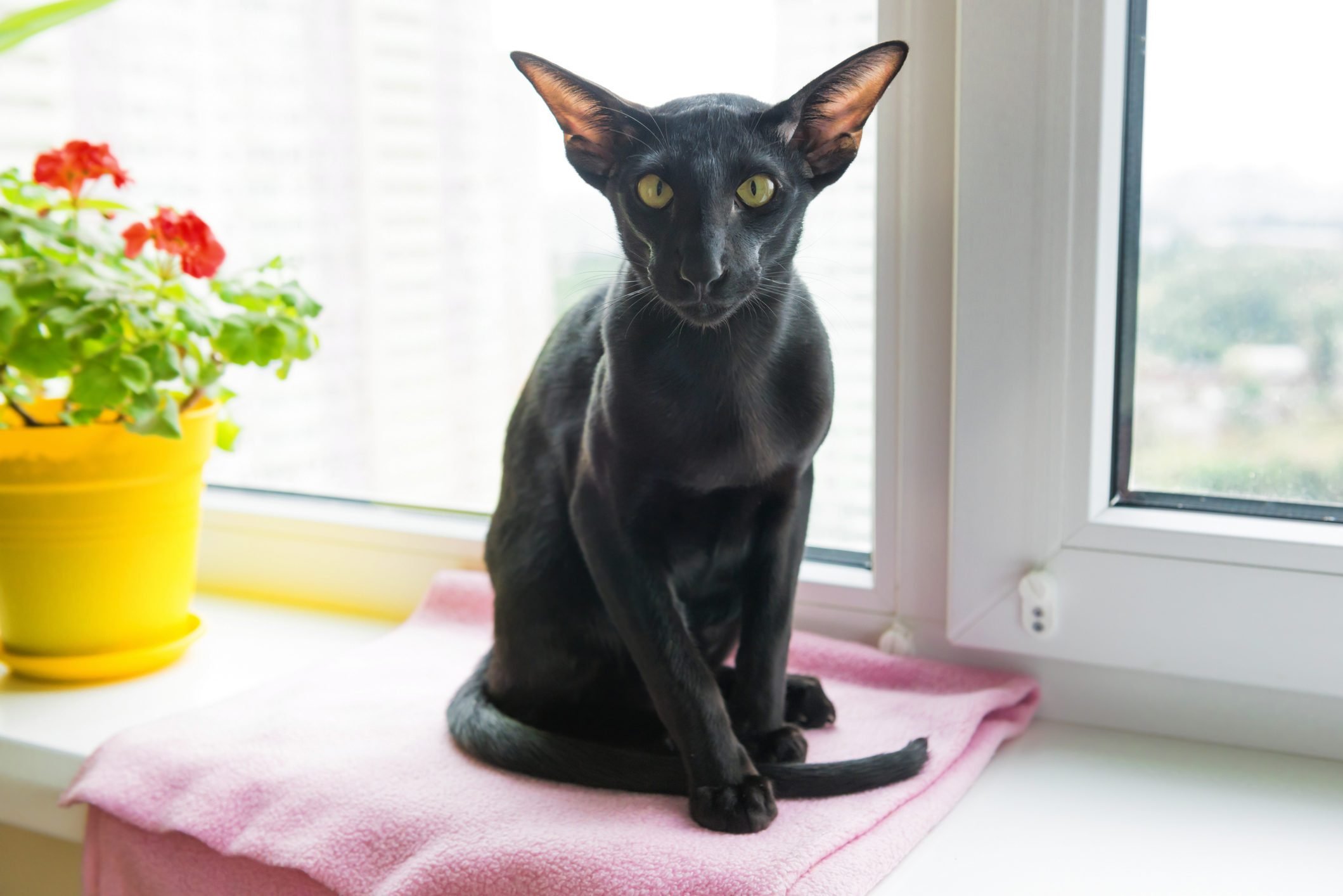 Black oriental cat on window sill