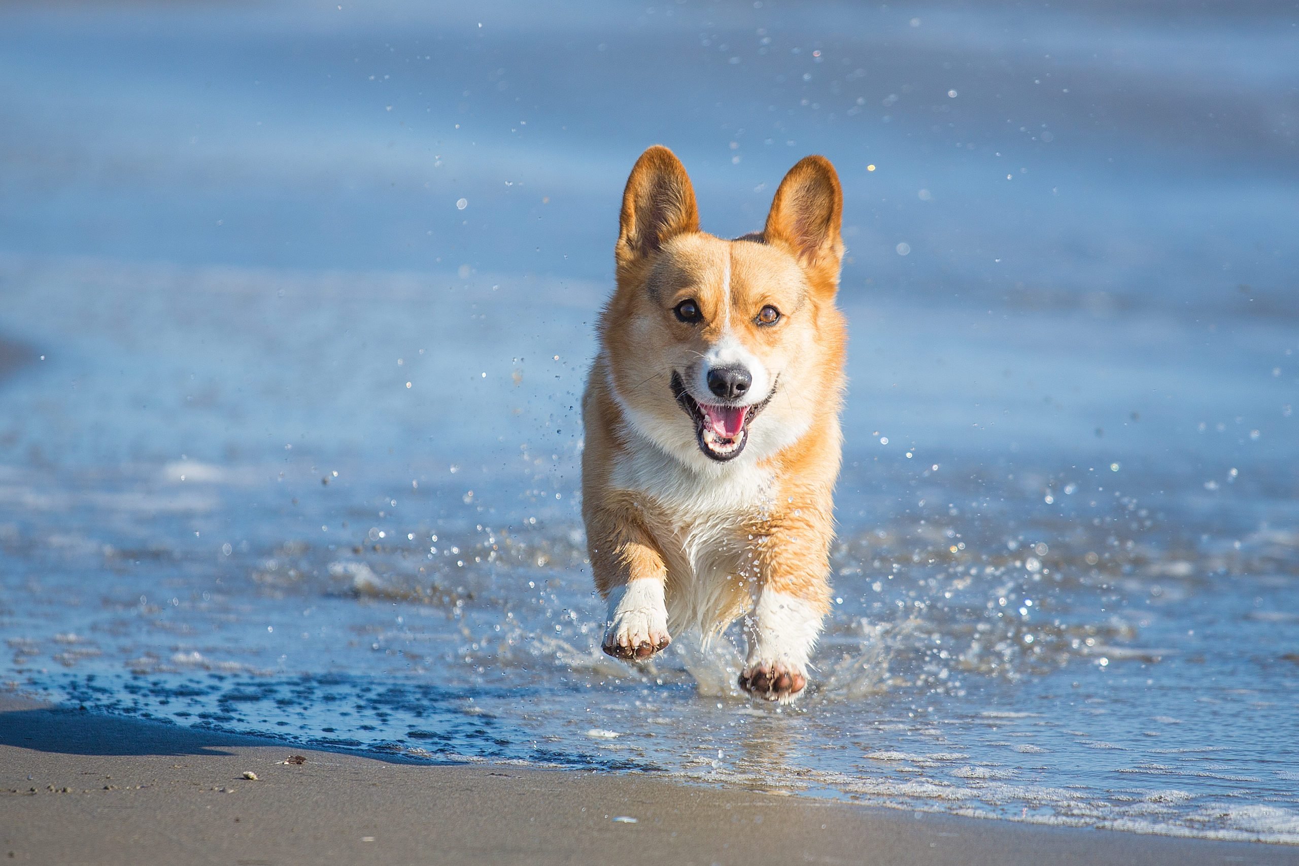 Happy Dog Splashing Through Water