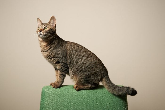 Cat standing in the back of the chair