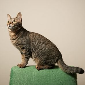 Cat standing in the back of the chair