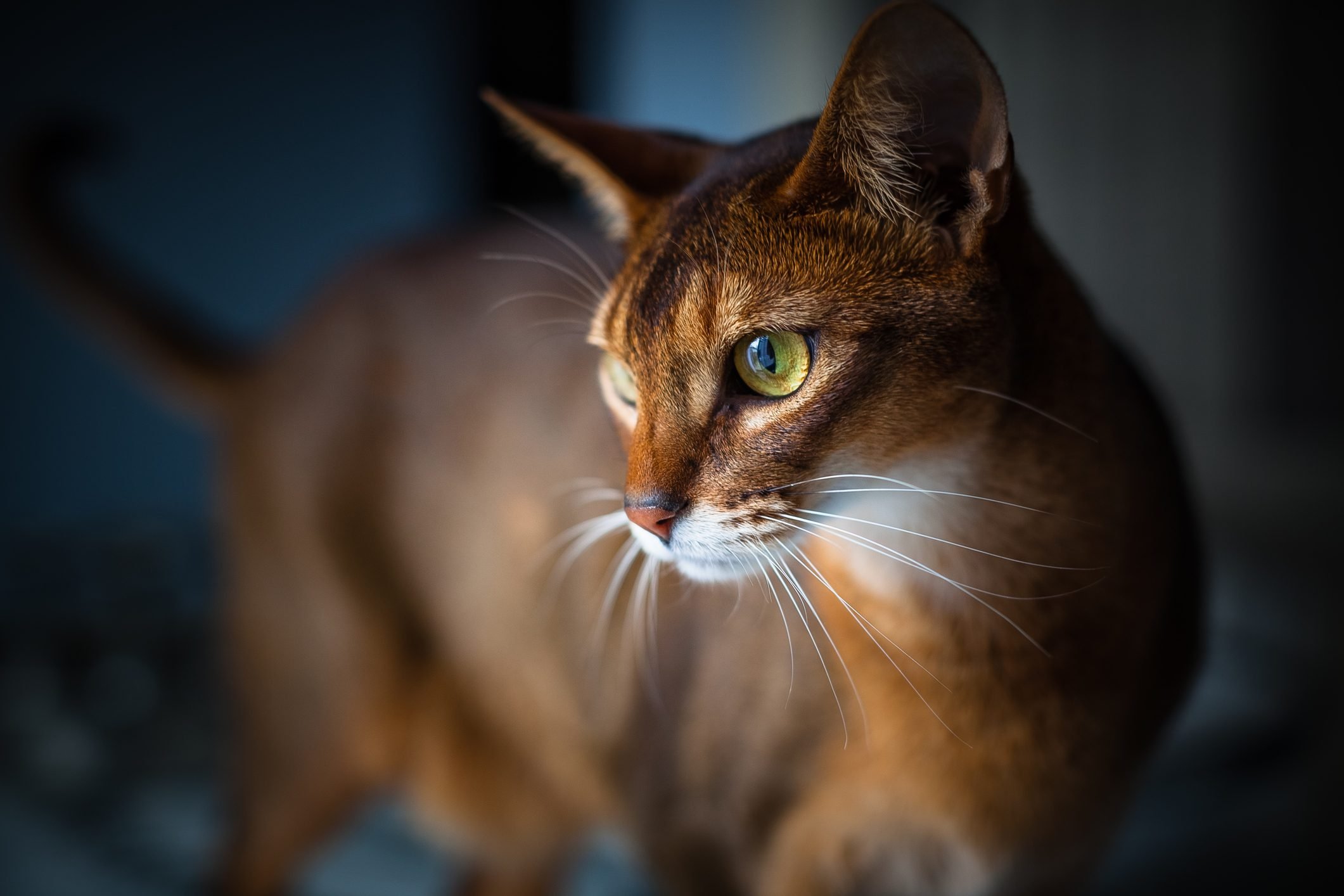 Two-year-old ruddy male Abyssinian cat