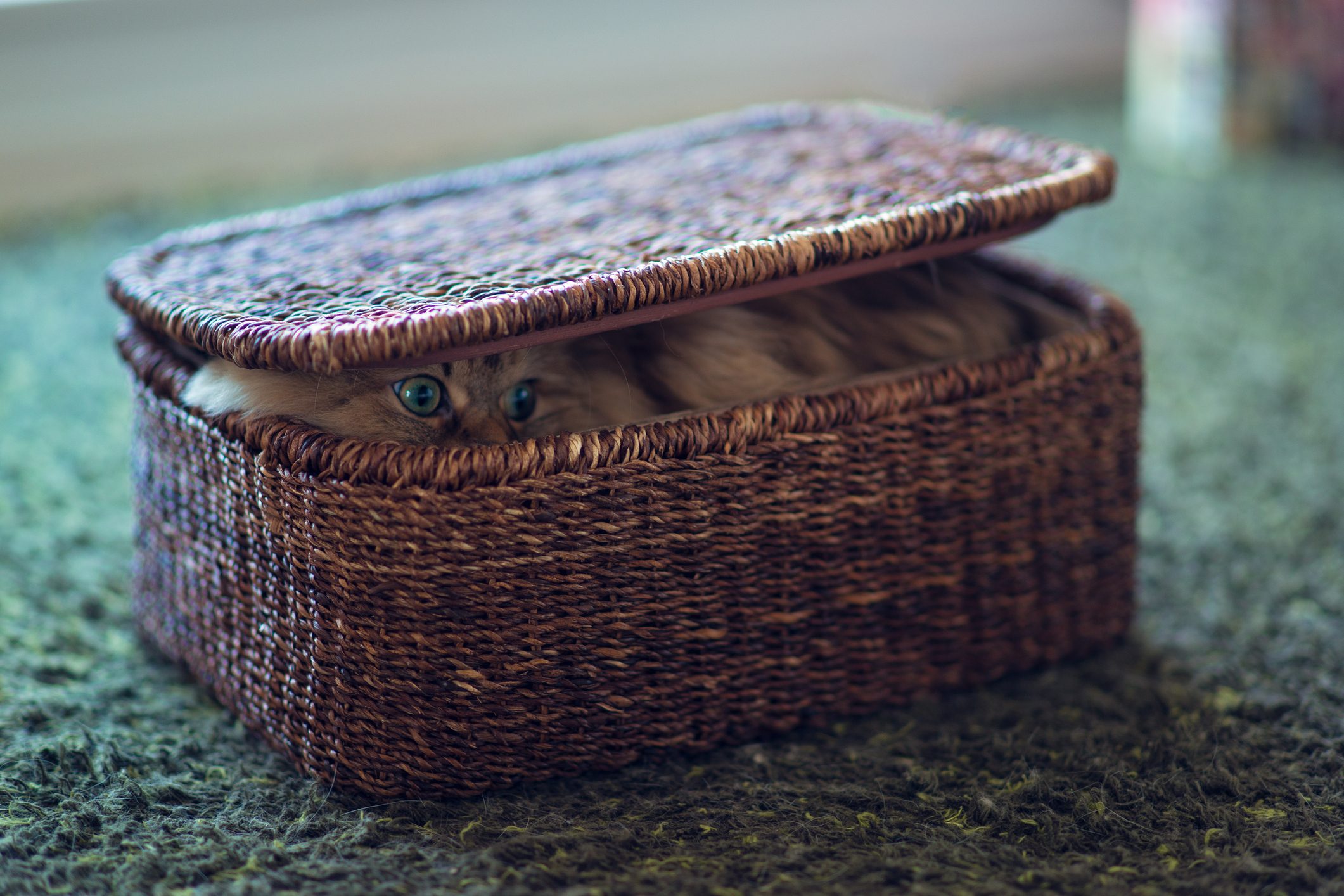 Persian cat in brown basket on green carpet