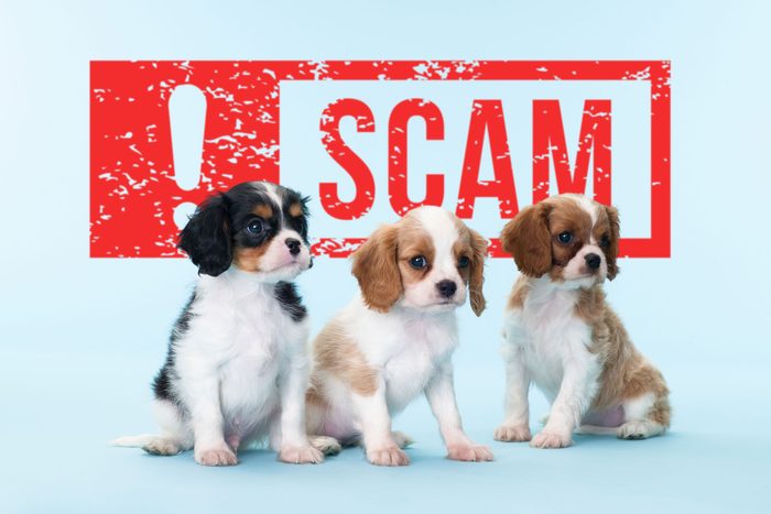 puppies on a blue background with a SCAM alert sign