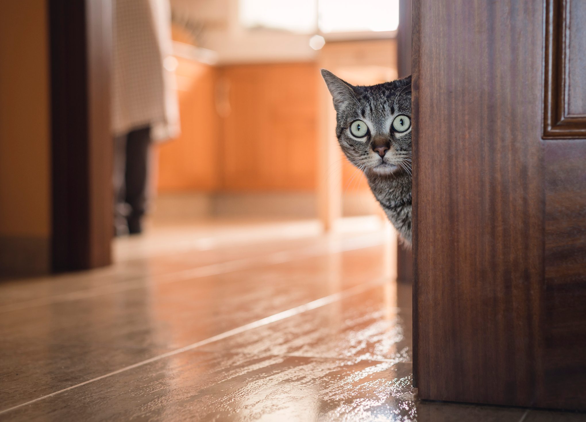 Tabby cat hiding behind a door at home