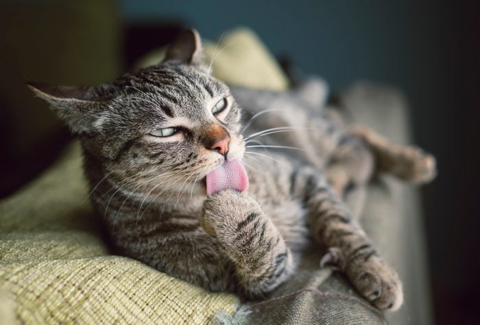 Tabby cat resting on a couch licking paw