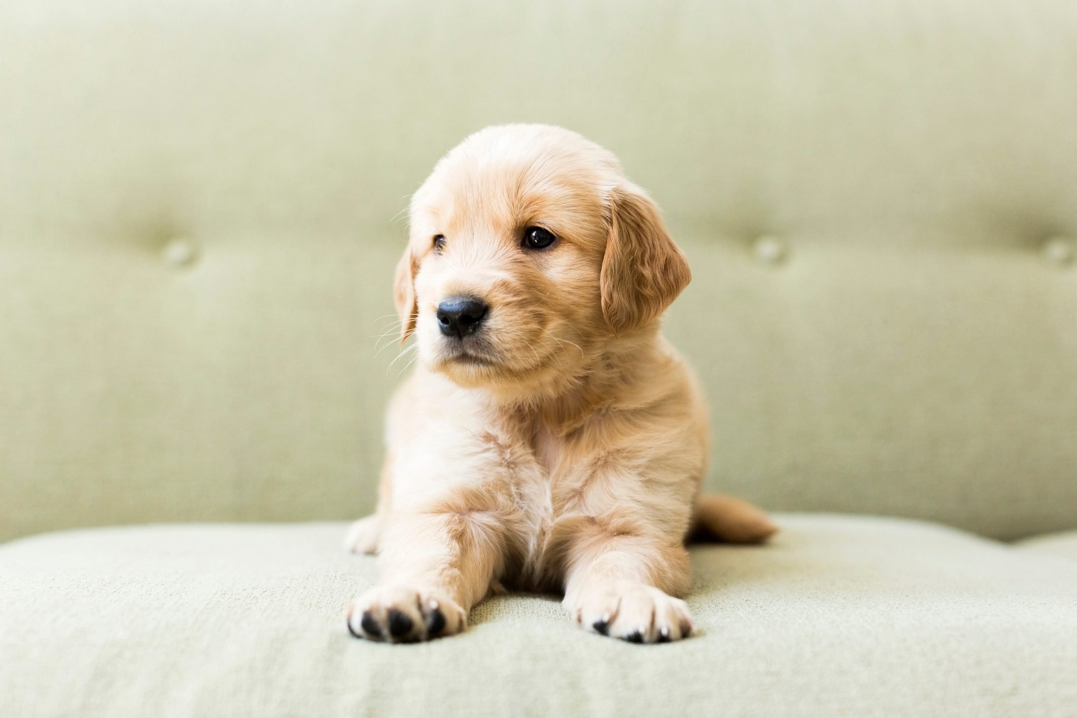 50 Cutest Dog Breeds As Puppies | Reader'S Digest