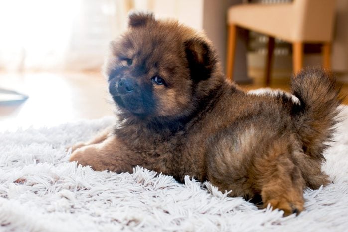 Adorable chow chow puppy on white rug.