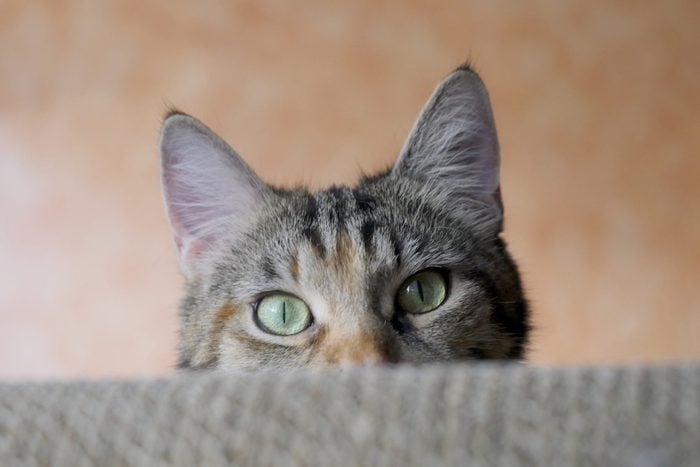 Portrait Of Tabby Cat Hiding Against Wall