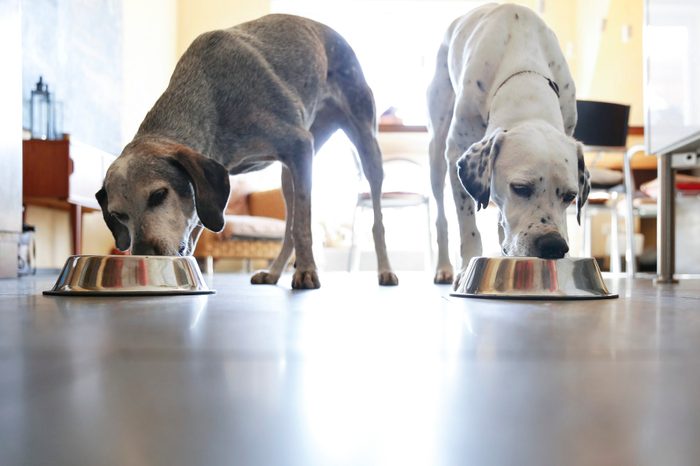 Two dogs at home eating from bowls