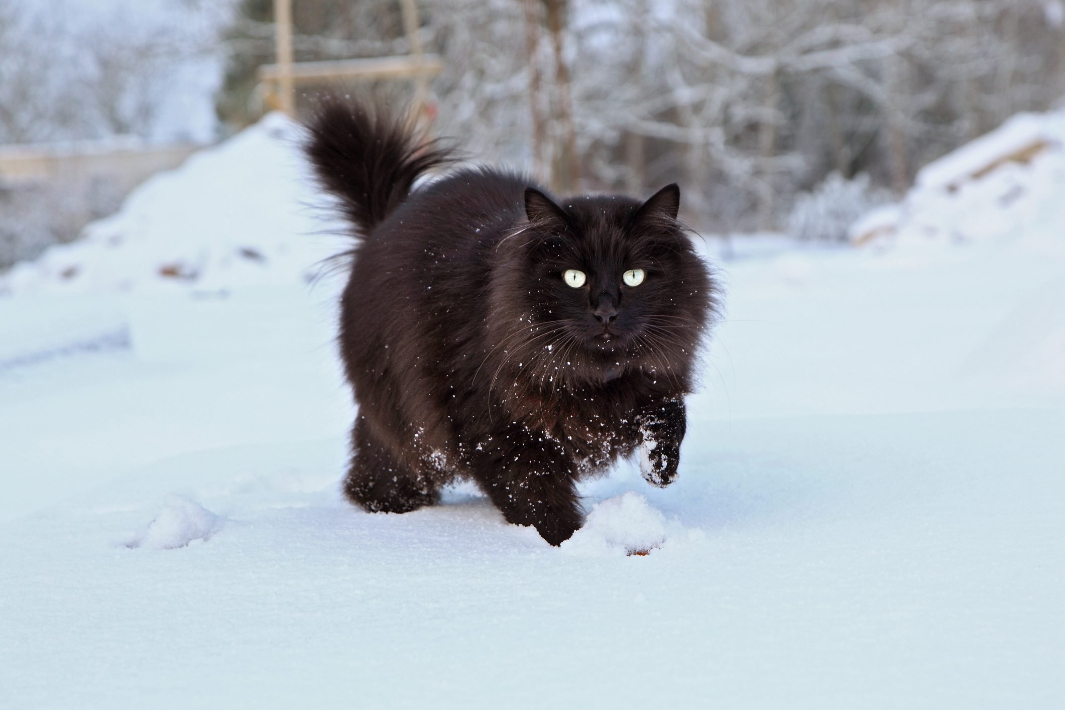 France, Black cat Maine Coon running and playing in the snow