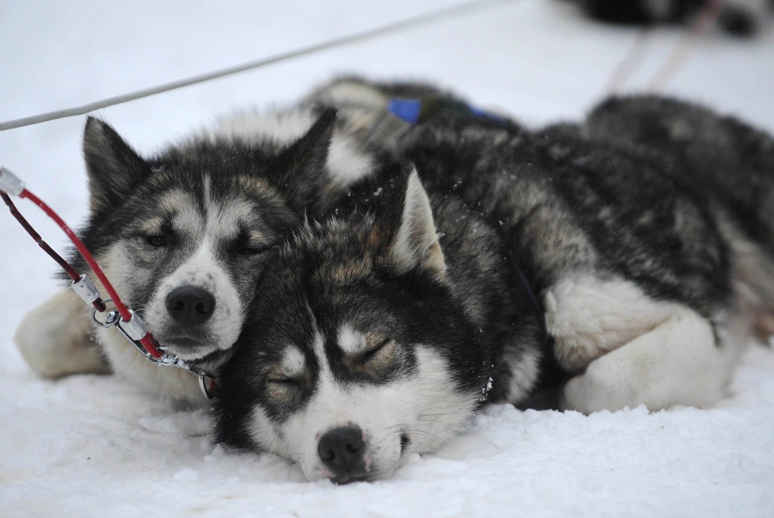 Siberian Huskies rest in the snow