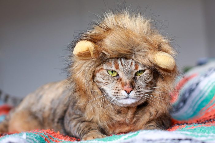 Grumpy Cat Wearing Lion Costume